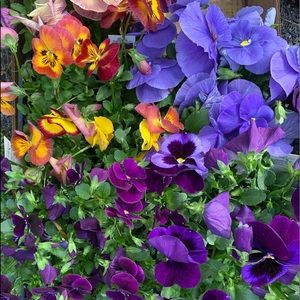 Meet your Posher, Deanna